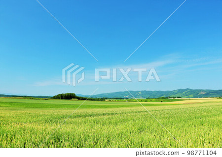 Kitami，北海道夏天藍天和蔥領域 98771104