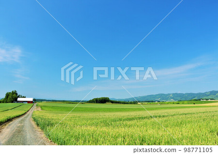 Kitami, Hokkaido Summer blue sky and onion field 98771105