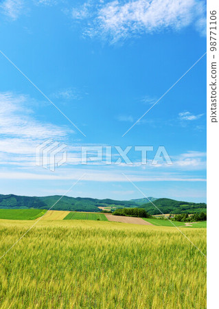 北海道北見市，夏季藍天和麥田風光 98771106