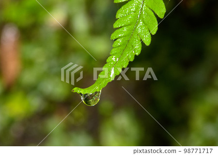 蕨類與水滴 蕨類與水滴 98771717