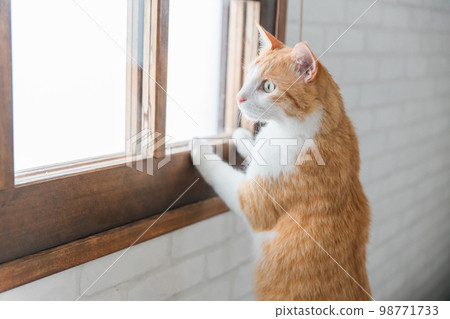 貓和寵物望著窗外(領地、領地、日光浴) 貓和寵物望著窗外(領地、領地、日光浴) 98771733