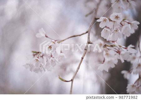 Minobu's weeping cherry tree in full bloom Tourist attractions in Ukiha, Fukuoka Prefecture Hokkehara Garden Hokkehara's large weeping cherry tree Minobu cherry tree Minobu's weeping cherry tree in full bloom Tourist attractions in Ukiha, Fukuoka Prefecture Hokkehara Garden Hokkehara's large weeping cherry tree Minobu cherry tree 98771982