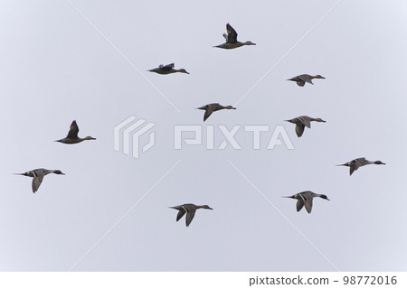 Pintails flying in a flock 98772016