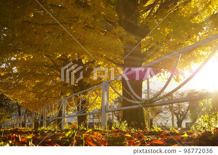 sunset and ginkgo sunset and ginkgo 98772036