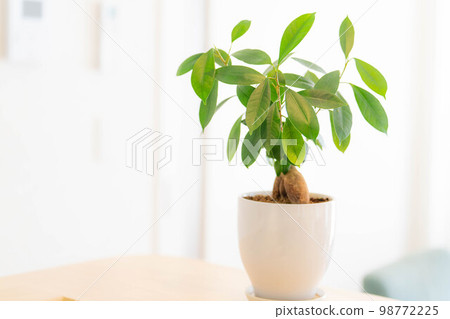 [室內裝飾]盆栽榕樹[植物材料] 98772225