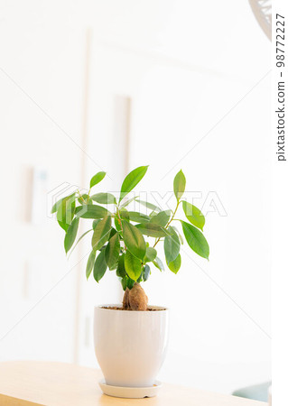 [室內裝飾]盆栽榕樹[植物材料] 98772227