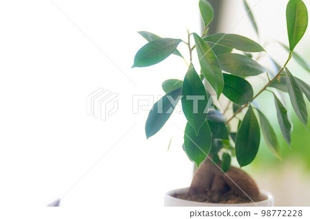 [室內裝飾]盆栽榕樹[植物材料] 98772228