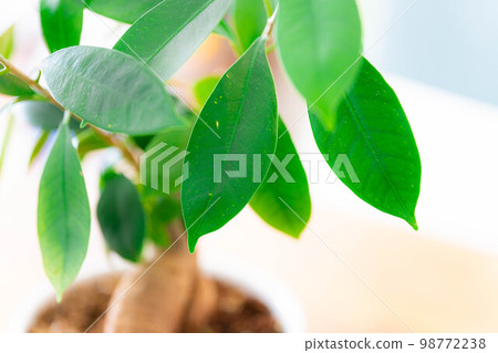 [Interior] Potted banyan tree [Plant material] 98772238