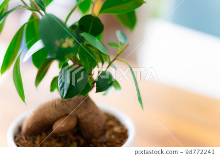 [Interior] Potted banyan tree [Plant material] 98772241