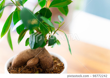 [Interior] Potted banyan tree [Plant material] 98772242
