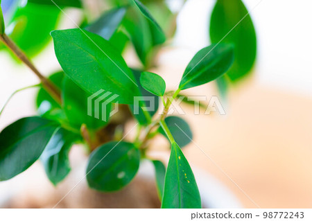 [室內裝飾]盆栽榕樹[植物材料] 98772243