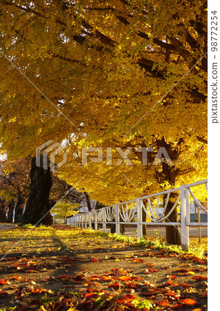 銀杏束 銀杏束 98772254