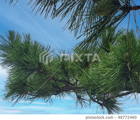 sky and pine trees sky and pine trees 98772460