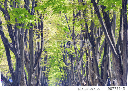 Sendai, the City of Fresh Green Forest 98772645