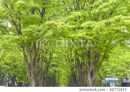 Sendai, the City of Fresh Green Forest 98772655