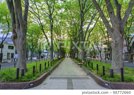 Sendai, the City of Fresh Green Forest 98772660