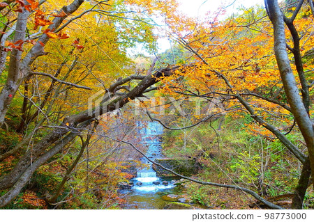 Omoshiroyama Momijigawa Valley 秋葉 Yellow Leaves 98773000