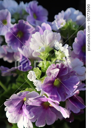 Light purple Primula obconica petals 98773090