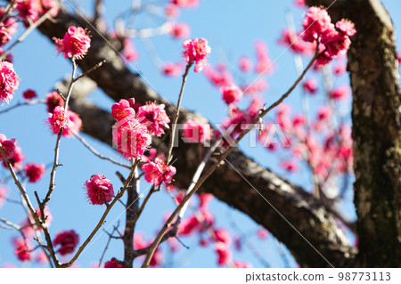 紅色花梅花 紅色花梅花 98773113