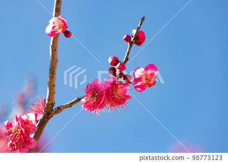 紅色花梅花 98773123