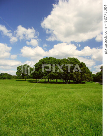 Scenery of Mizumoto Park with grassland of goosegrass and camphor tree in early autumn 98773304