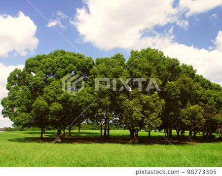 初秋水本公園的鵝草和樟樹草原風光 初秋水本公園的鵝草和樟樹草原風光 98773305