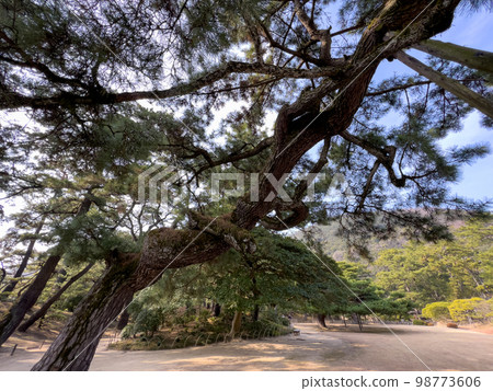 Ritsurin Garden in the New Year (early January) 98773606