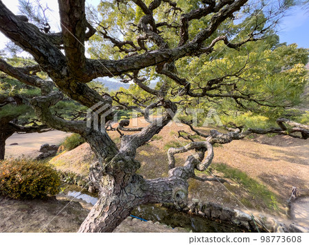 Ritsurin Garden in the New Year (early January) 98773608