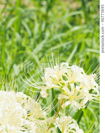 White flower manjushage White flower manjushage 98773695