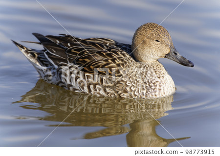 Northern pintail floating on the surface of the lake 98773915