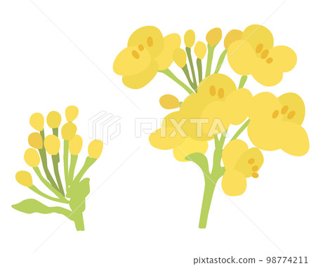 油菜花矢量圖 2 油菜花矢量圖 2 98774211
