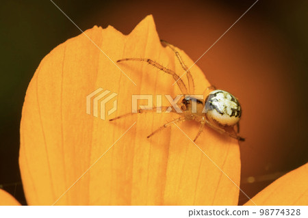 Image of mangora acalypha spider(Araneidae) on a yellow flower on nature background.(Cricket-bat orbweaver). Insect. Animal. Image of mangora acalypha spider(Araneidae) on a yellow flower on nature background.(Cricket-bat orbweaver). Insect. Animal. 98774328