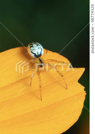 Image of mangora acalypha spider(Araneidae) on a yellow flower on nature background.(Cricket-bat orbweaver). Insect. Animal. Image of mangora acalypha spider(Araneidae) on a yellow flower on nature background.(Cricket-bat orbweaver). Insect. Animal. 98774329