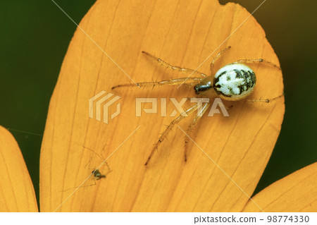 Image of mangora acalypha spider(Araneidae) on a yellow flower on nature background.(Cricket-bat orbweaver). Insect. Animal. Image of mangora acalypha spider(Araneidae) on a yellow flower on nature background.(Cricket-bat orbweaver). Insect. Animal. 98774330