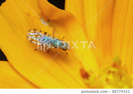 Image of Larvae Spotted-winged Fly (Neotephritis finalis) on a yellow flower on nature background. Insect. Animal. 98774331