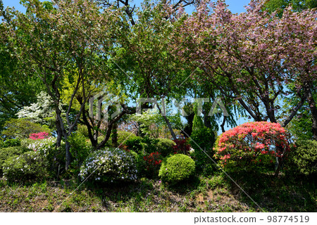 我們去了Okanbara Tsutsujien #4 我們去了Okanbara Tsutsujien #4 98774519