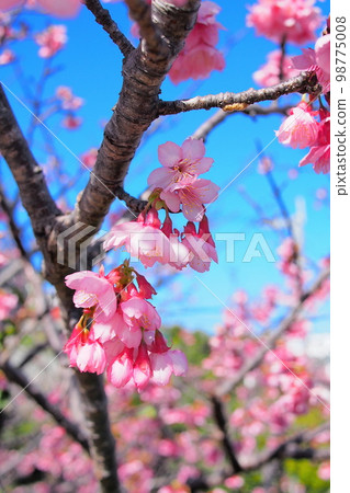 [沖繩]寒飛櫻 98775008