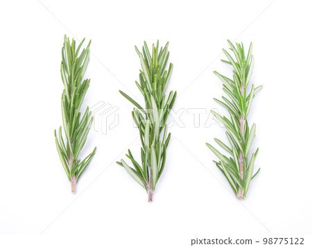 Rosemary isolated on white background. close up 98775122
