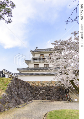 Shiroishi castle and cherry blossoms Shiroishi castle and cherry blossoms 98775169