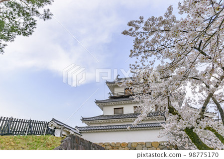 Shiroishi castle and cherry blossoms Shiroishi castle and cherry blossoms 98775170