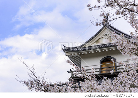 Shiroishi castle and cherry blossoms 98775173