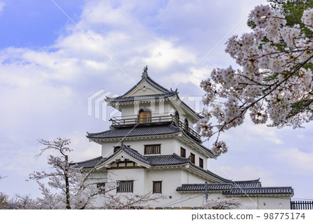 Shiroishi castle and cherry blossoms 98775174