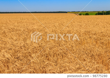 Field of ripe golden wheat Field of ripe golden wheat 98775280