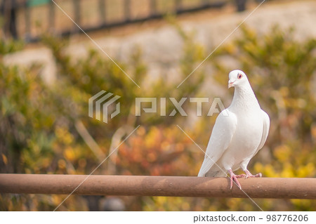 一隻白鴿,和平的象徵,基於欄杆 一隻白鴿,和平的象徵,基於欄杆 98776206