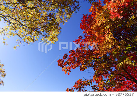 Autumn leaves trees that shine in the blue sky 98776537