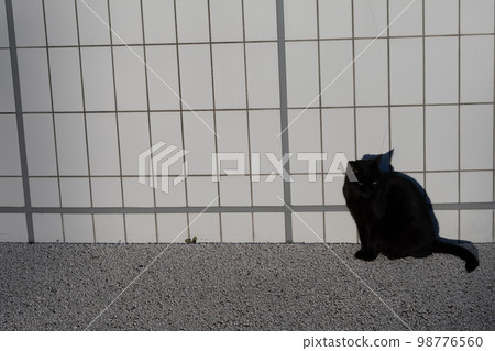 Black cat Black cat 98776560