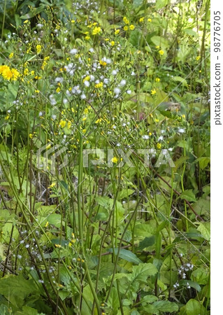 野草 野草 98776705