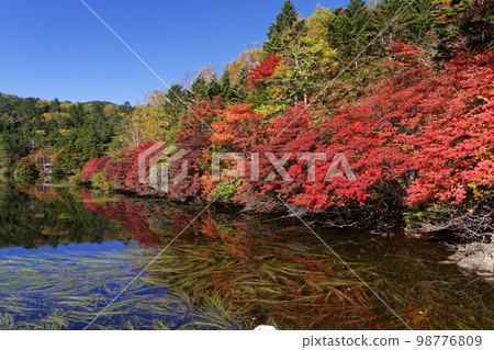 有紅色秋葉的白駒池 98776809