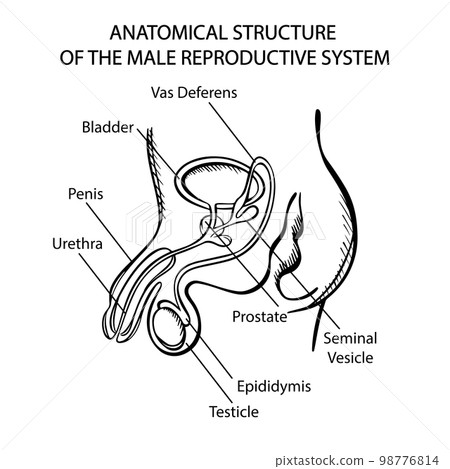 MALE REPRODUCTIVE SYSTEM MONOCHROME Scheme For Medical Education Human Body Structure Hand Drawn Sketch Anatomical Vector Illustration With Explanatory Text MALE REPRODUCTIVE SYSTEM MONOCHROME Scheme For Medical Education Human Body Structure Hand Drawn Sketch Anatomical Vector Illustration With Explanatory Text 98776814
