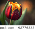 Beautiful red tulip blossom with dew drops 98776822
